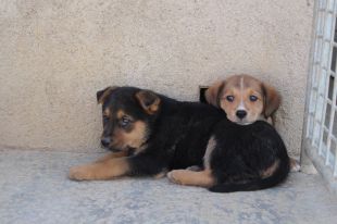 Entra a presó una falsa veterinària reincident causant de la mort de nombrosos animals a la Selva 