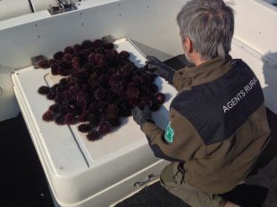 La por de la garotes als depredadors, clau per salvar els boscos marins
