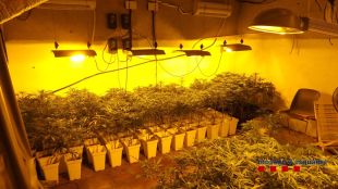 Enxampen un home amb 286 plantes de marihuana en una casa de Santa Cristina d'Aro