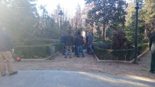 El vent arrenca un arbre de 10 metres al centre d'Olot