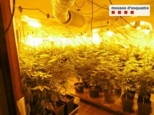 Localitzen 500 plantes de marihuana a l'interior d'un hotel en desús de Darnius