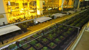 Descobert un magatzem amb 2.101 plantes de marihuana a Blanes