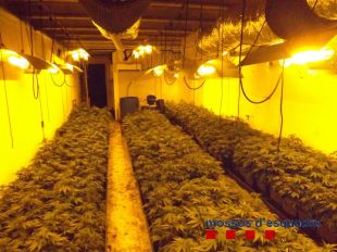 Troben més de 1.100 plantes de marihuana en una nau industrial de Vilablareix