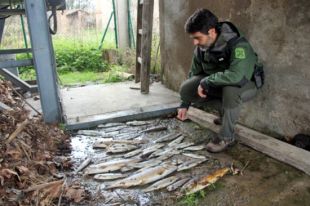 Apareixen mig centenar de peixos morts al riu Ter a Bonmatí