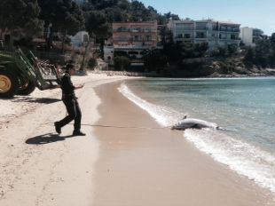 Retiren un dofí mort de la cala Murtra, a Roses