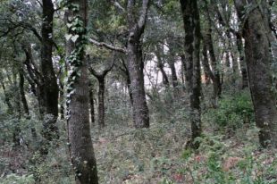 La Generalitat crearà al juny una reserva de boscos