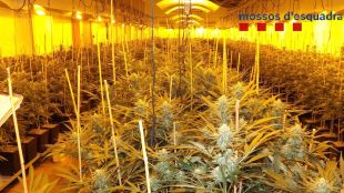 Dos detinguts per cultivar marihuana a Sant Feliu de Guíxols i Santa Cristina d'Aro