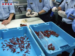 Enxampen al port de Roses quatre pescadors furtius amb tres sacs de corall vermell