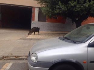 Troben un porc senglar passejant pel centre de Roses