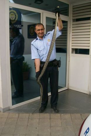 La Policia Local de Roses captura una serp de més de dos metres prop de l'escola municipal