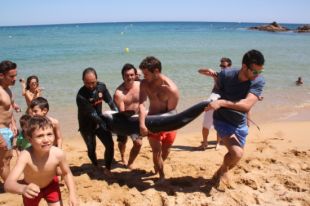 Troben un tauró mort de dos metres a Lloret de Mar