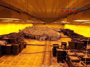 Comissada una plantació de marihuana valorada en 180.000 euros a Vilablareix