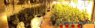 Desmantellada una plantació amb 370 plantes de marihuana a Cassà de la Selva