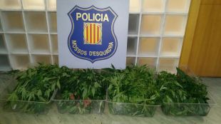 Detinguts dos gironins amb més de 1.000 planters de marihuana al cotxe