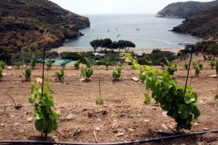 L'Hotel Cala Jóncols posa en marxa una vinya que recupera la varietat del lledoner roig 