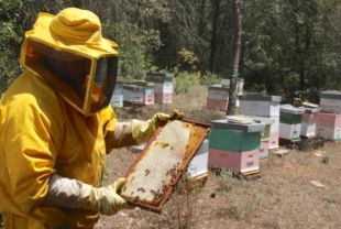 L'onada de calor posa en risc la producció de mel