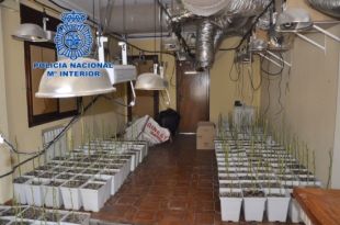 Comissen 600 plantes de marihuana en un domicili de Palafrugell