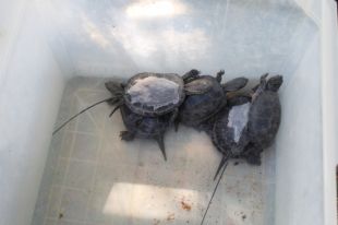 El projecte Life Potamo Fauna vol frenar les espècies invasores als rius Ter, Muga i Fluvià