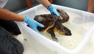 Què fer si et trobes una tortuga babaua a la platja?