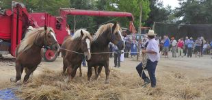 Llagostera celebra diumenge la VIII edició de la Fira del Batre