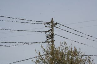 Figueres inicia una prova pilot per allunyar els estornells del centre
