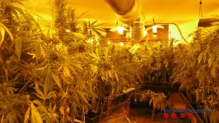 Presó per tres joves que cultivaven 1.050 plantes de marihuana a Sant Jaume de Llierca