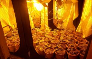 Enxampen un jove amb 145 plantes de marihuana en una casa de Cassà de la Selva