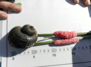 Es detecta un focus de cargol poma a la zona arrossera del Baix Empordà