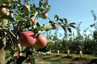 La producció de poma a les comarques gironines pujarà fins a un 20% en tres anys