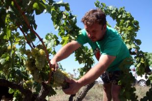 La DO Empordà assoleix un nou rècord de vendes amb 5,6 milions d'ampolles