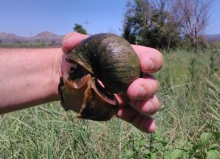 Agricultura dóna per pràcticament eradicat el focus de cargol poma del Baix Empordà 
