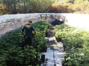 Troben més de 2.000 plantes de marihuana en una masia a la Jonquera