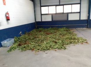 Els Mossos d'Olot es queixen de tenir la comissaria inundada de marihuana