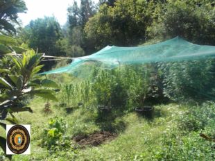 Tres detinguts per cultivar marihuana en uns terrenys del barri de les Planotes d'Olot