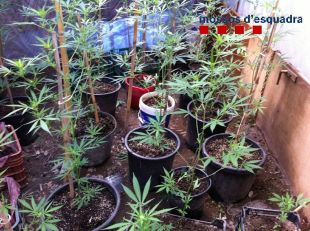 Dos detinguts per cultivar 117 plantes de marihuana a les Hortes de Santa Eugènia
