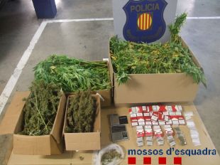 Localitzats més de 25 kg de marihuana en una plantació dins un pis de Bescanó