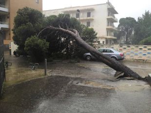 La llevantada talla dues carreteres i fa caure un arbre a l'Alt Empordà