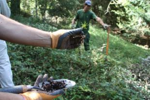 Un projecte europeu preservarà el teix a la Garrotxa