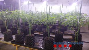 Troben més de 4.000 plantes de marihuana a dues plantacions de Vilablareix i Blanes