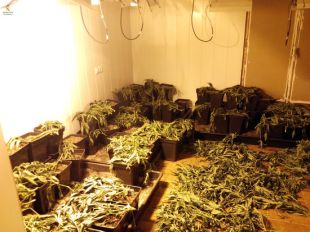 Detingut el propietari d'una plantació de marihuana a Bordils