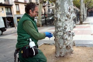 Olot combat la plaga del tigre de 800 plataners amb un tractament més efectiu 