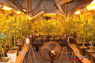 Detingut per conrear prop de 400 plantes de marihuana en una casa de Sils