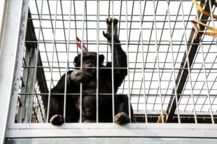 Arriba a la Fundació Mona una ximpanzé ferida en d'escapar-se d'un zoo a Fuerteventura