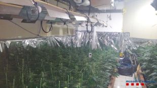 Detinguda una parella de Quart per cultivar més de 300 plantes de marihuana a casa