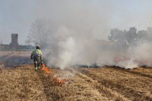 Cremen el camp d'arròs del Baix Empordà on va aparèixer cargol poma