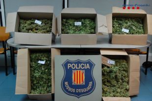 Fugen dels Mossos i abandonen prop de 26 quilos de marihuana