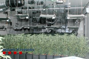 Tres detinguts per tenir una plantació de marihuana en una nau en desús de Palamós