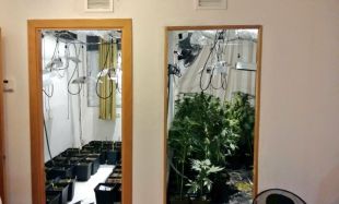 Troben unes 150 plantes de marihuana en un pis de Figueres