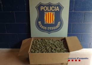 Roba marihuana i se li estripa la bossa en la fugida deixant enrere 5,5 kg de cabdells