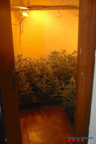 Detenen dos homes que cultivaven 230 plantes de marihuana en una casa de Begur